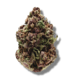 Pink Magic Feminized by Growers Choice Seeds