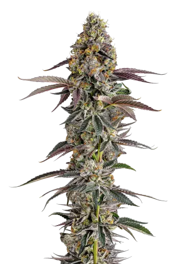 Platinum Mimosa Cookies Double XL Auto by Growers Choice Seeds
