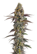 Platinum Mimosa Cookies Double XL Auto by Growers Choice Seeds