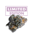 Platinum Mimosa Cookies Double XL Auto by Growers Choice Seeds