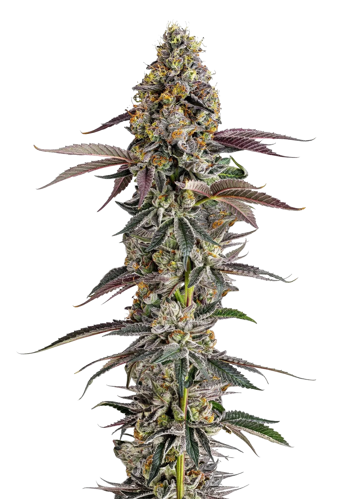 Platinum Mimosa Cookies Double XL Auto by Growers Choice Seeds Platinum Mimosa Cookies Double XL Auto by Growers Choice Seeds
