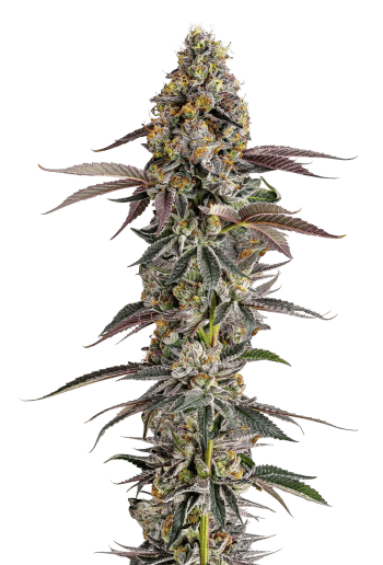 Platinum Mimosa Cookies harvest detail