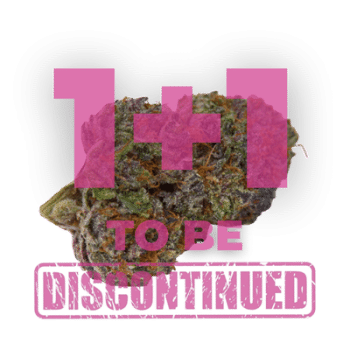 Purple Dosipunch Feminized by Growers Choice Seeds