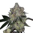 Purple Dosipunch bud detail