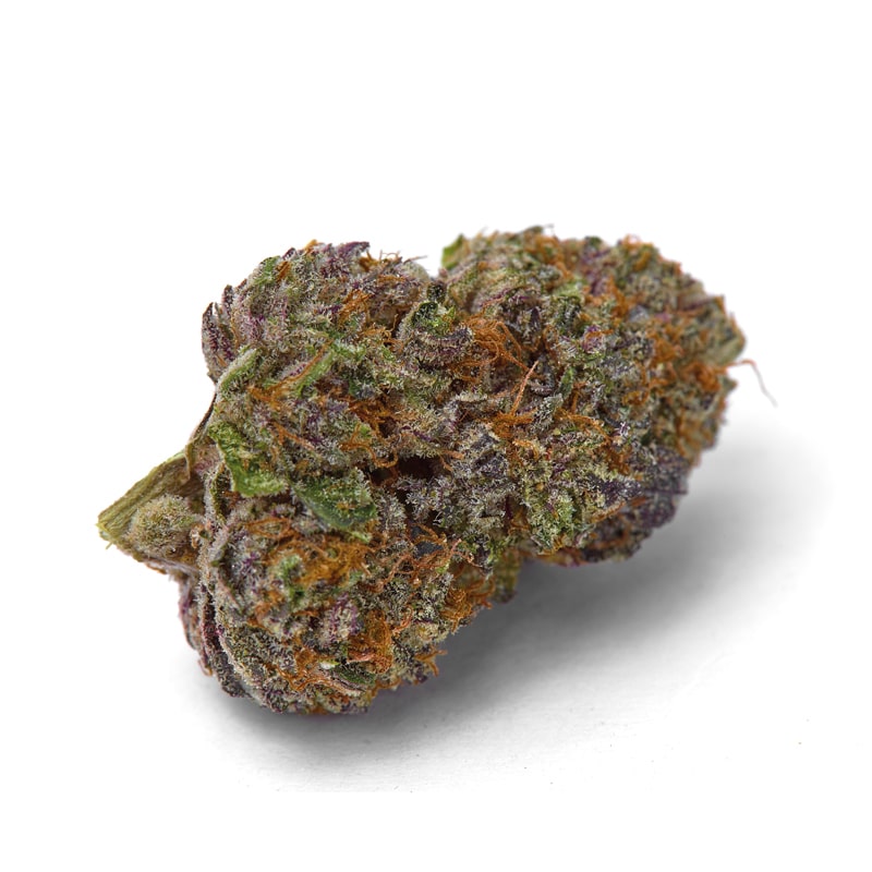 Purple Dosipunch Feminized by Growers Choice Seeds (3) Purple Dosipunch plant in flower