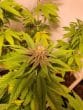 Purple Dosipunch Feminized by Growers Choice Seeds