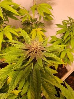 Purple Dosipunch Feminized by Growers Choice Seeds (4) Purple Dosipunch harvest detail