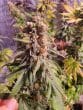 Purple Dosipunch Feminized by Growers Choice Seeds