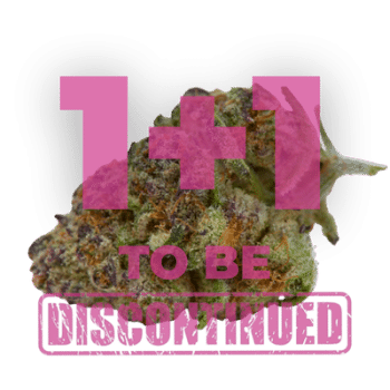 Purple Sunset Feminized by Growers Choice Seeds