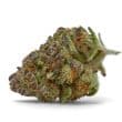 Purple Sunset Feminized by Growers Choice Seeds