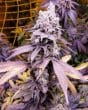 Purple Sunset Feminized by Growers Choice Seeds