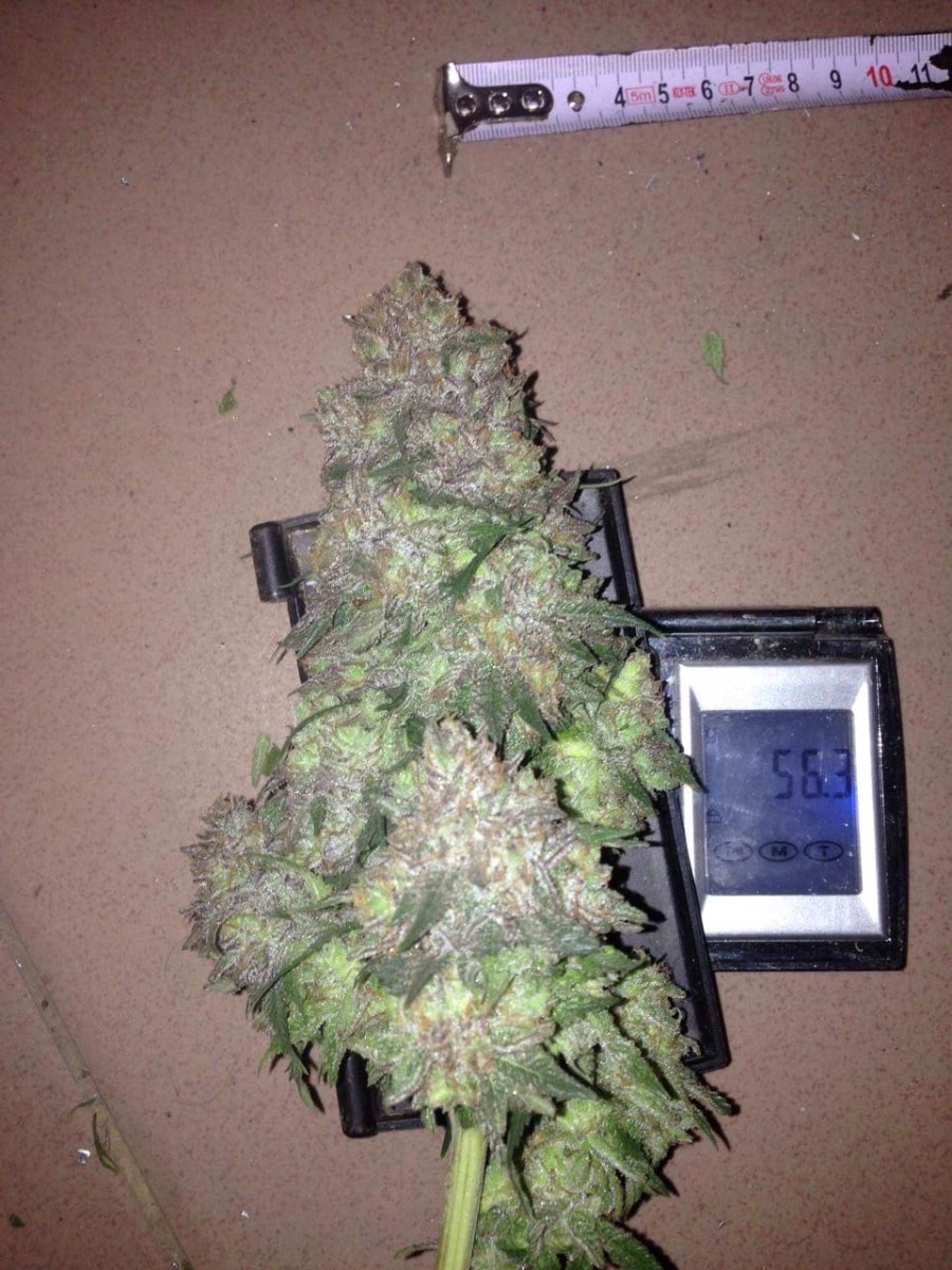Purple Sunset Feminized by Growers Choice Seeds (4) Purple Sunset harvest detail
