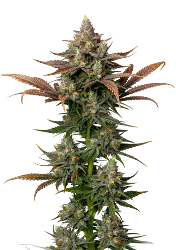 Rainbow Candy Feminized by Growers Choice Seeds