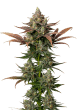 Rainbow Candy Feminized by Growers Choice Seeds