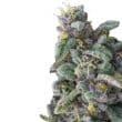 Rainbow Candy Feminized by Growers Choice Seeds