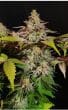 Rainbow Candy Feminized by Growers Choice Seeds