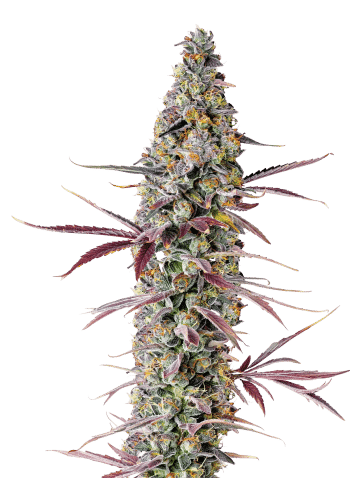 Red Banana Berry Feminized by Growers Choice Seeds