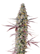 Red Banana Berry Feminized by Growers Choice Seeds