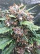 Red Banana Berry Feminized by Growers Choice Seeds (2)