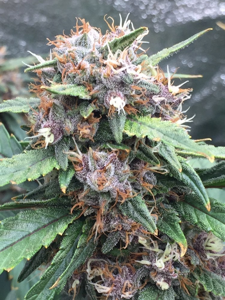 Red Banana Berry Feminized by Growers Choice Seeds (3) Red Banana Berry plant in flower
