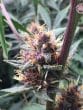 Red Banana Berry Feminized by Growers Choice Seeds (2)