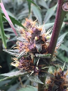 Red Banana Berry Feminized by Growers Choice Seeds (4) Red Banana Berry harvest detail