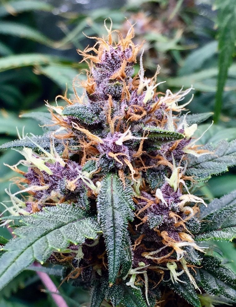 Red Banana Berry Feminized by Growers Choice Seeds (5) Red Banana Berry grow shot