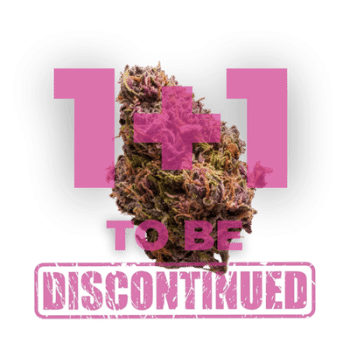 Red Jack Auto by Growers Choice Seeds