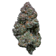 RS11 Feminized by Growers Choice Seeds (2)