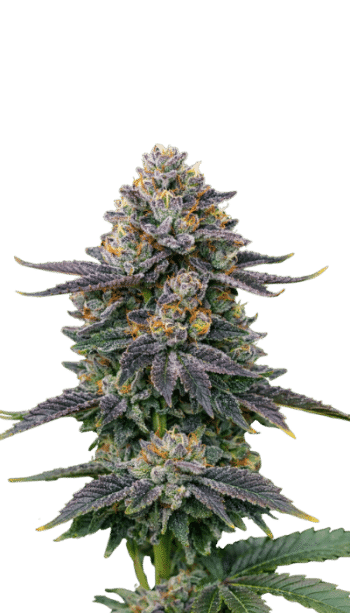 RS11 harvest detail