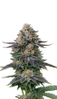 RS11 Feminized by Growers Choice Seeds (2)