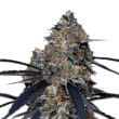 San Fernando Valley x Purps bud detail