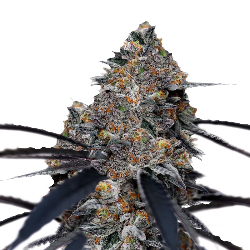 San Fernando Valley x Purps Feminized by Growers Choice Seeds (2) San Fernando Valley x Purps bud detail