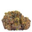 San Fernando Valley x Purps Feminized by Growers Choice Seeds (2)