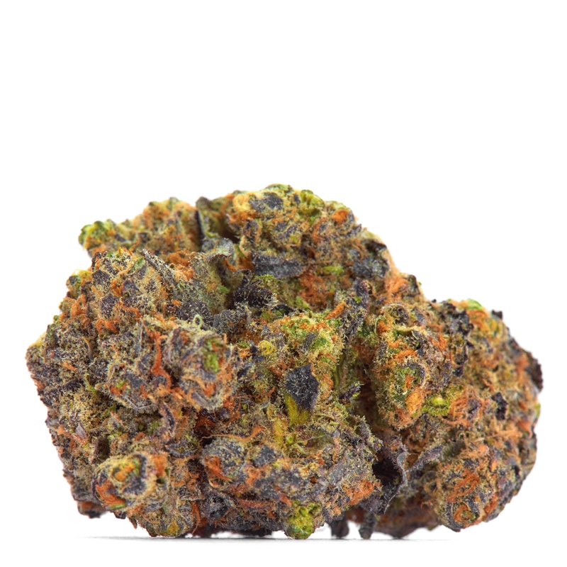 San Fernando Valley x Purps Feminized by Growers Choice Seeds (3) San Fernando Valley x Purps plant in flower