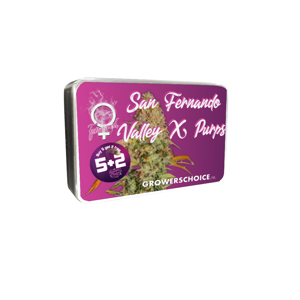 San Fernando Valley x Purps Feminized by Growers Choice Seeds (4) San Fernando Valley x Purps harvest detail