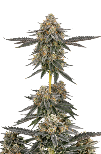 San Fernando Valley x Purps grow shot