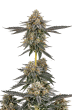 San Fernando Valley x Purps Feminized by Growers Choice Seeds (2)