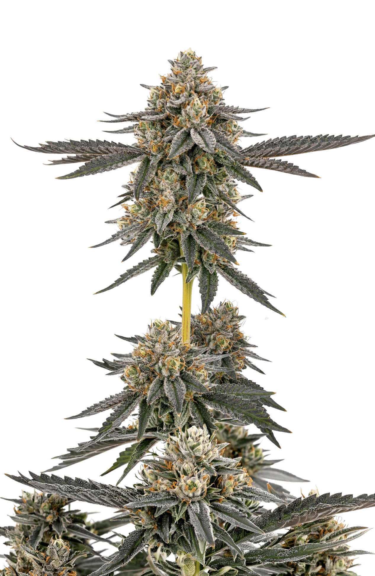 San Fernando Valley x Purps Feminized by Growers Choice Seeds (5) San Fernando Valley x Purps grow shot