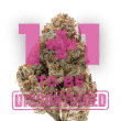 Silver Grape Sherbet Feminized by Growers Choice Seeds
