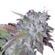 Silver Grape Sherbet bud detail