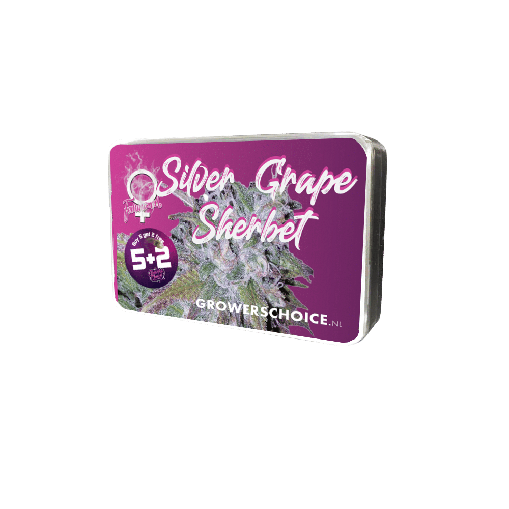 Silver Grape Sherbet Feminized by Growers Choice Seeds (5) Silver Grape Sherbet grow shot