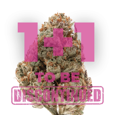 Silver Grape Sherbet Feminized by Growers Choice Seeds Silver Grape Sherbet Feminized by Growers Choice Seeds