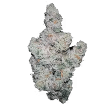 Super Boof bud detail