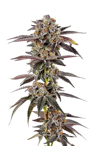 Super Boof harvest detail