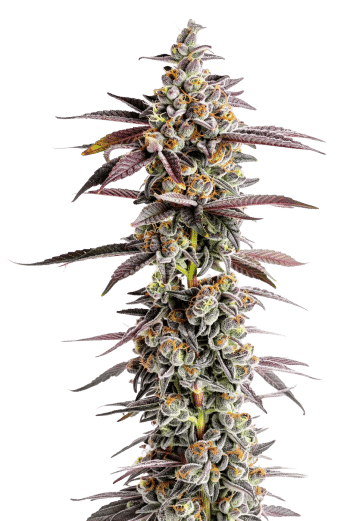 Tangerine Sherbet grow shot