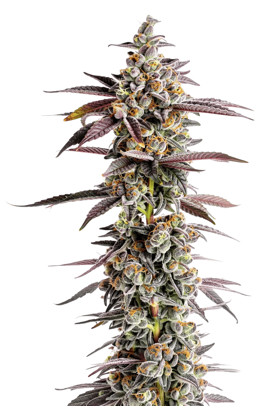 Tangerine Sherbet Feminized by Growers Choice Seeds (5) Tangerine Sherbet grow shot