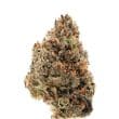 Tangie Punch Feminized by Growers Choice Seeds (5)
