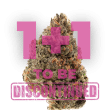 Tangie Punch grow shot