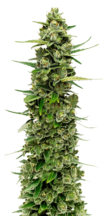 The Real Amnesia grow shot